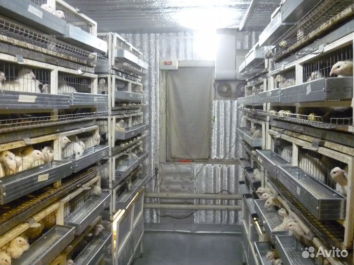 Перепела-несушки Техасский Фараон