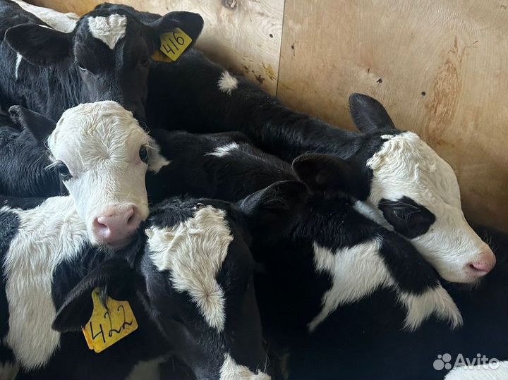 Телята бычки