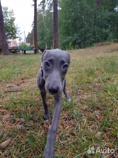 Щенок уиппета