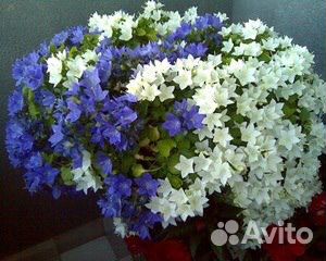 Кампанула (Жених и Невеста)