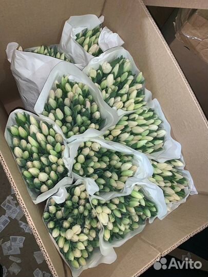 Тюльпаны опт и розница
