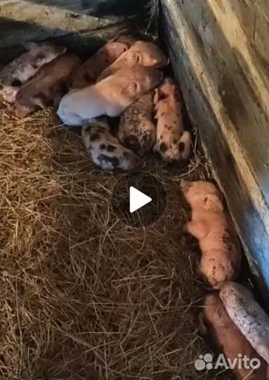 Поросята ландрас дюрок