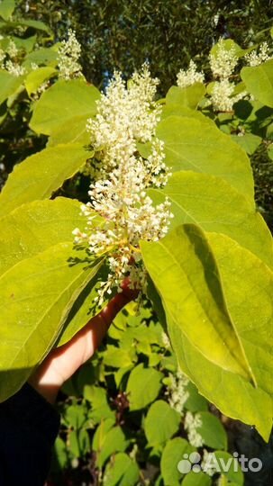 Гречиха сахалинская или горец сахалинский