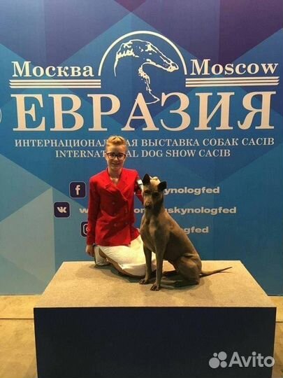 Услуги хендлера