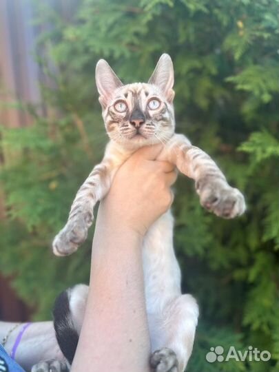 Бенгальский котик линк Угольный