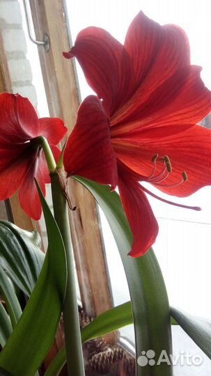 Гиппиаструм