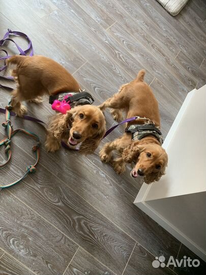 Передержка животных