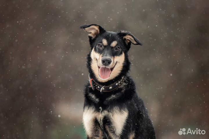Ищет дом пёс Волчок, собака в добрые руки