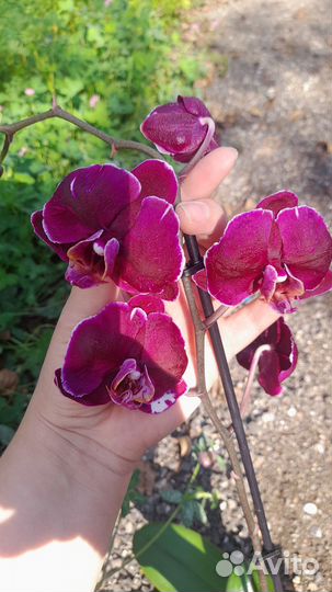Орхидея фаленопсис каменная роза