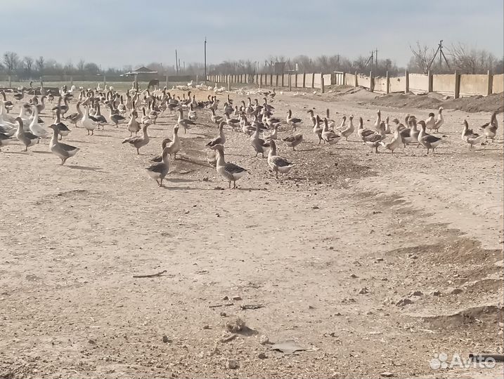 Гуси живым весом