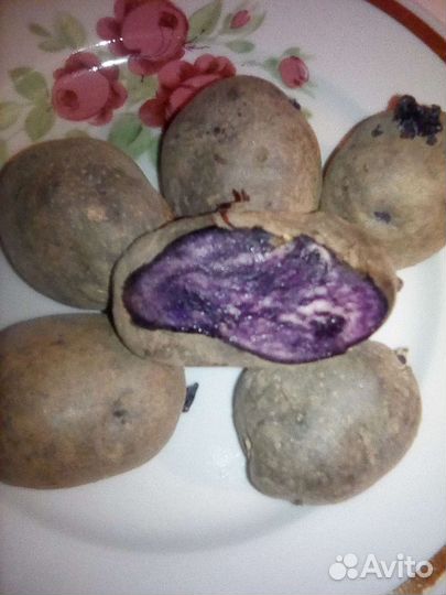 Фиолетовая картошка для посадки сорт Майами
