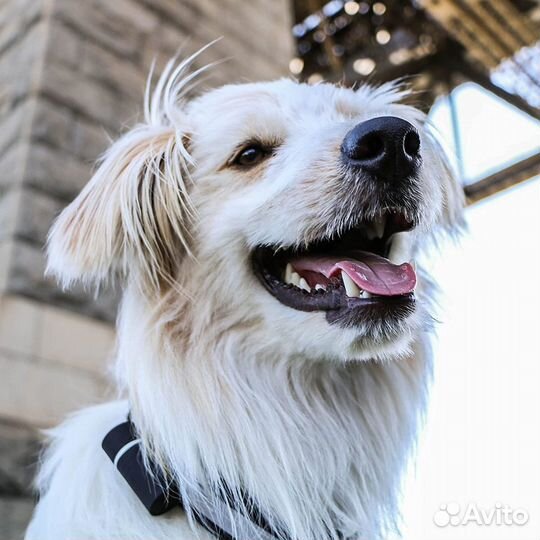 Электронный ошейник для собак