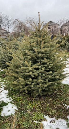 Ель Глаука формированная 1м