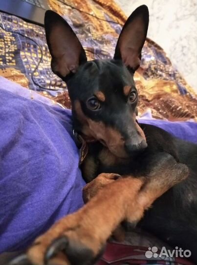 Маленькая собака