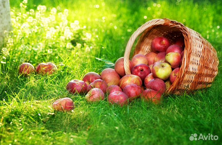 Сборщик яблок вахта