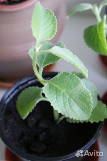 Плектрантус ароматный (комнатная мята)