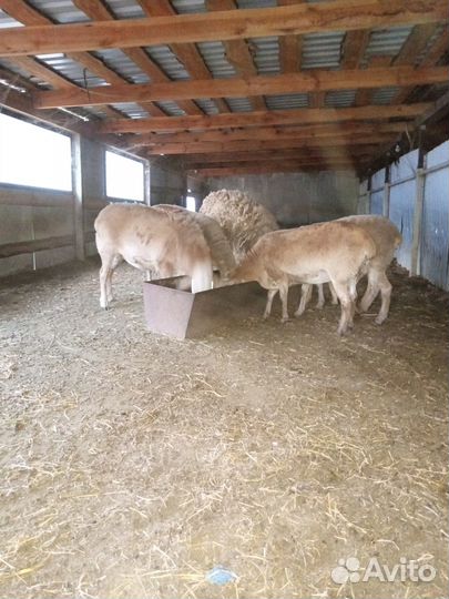 Продам катумских ярок