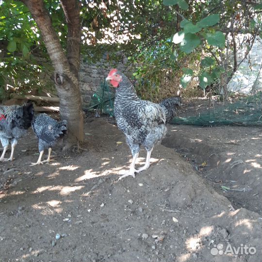 Куры петухи