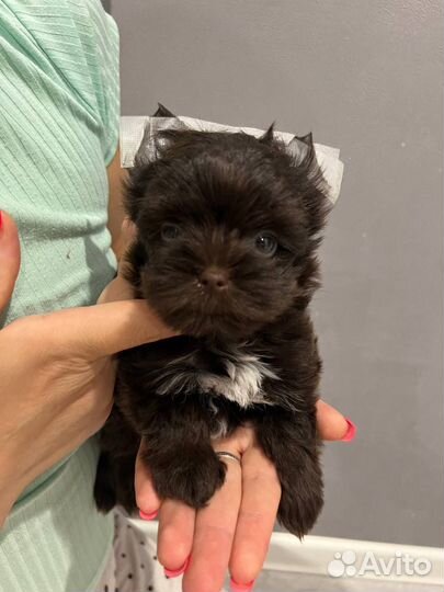 Мини йорк девочка