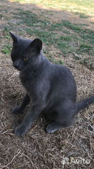 Стерелизованная Маркиза