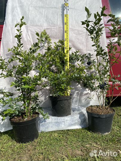 Саженцы голубики от 6 месяцев до 7 лет оптом