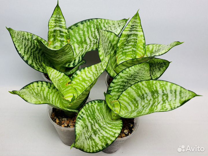 Сансевиерия сортовая
