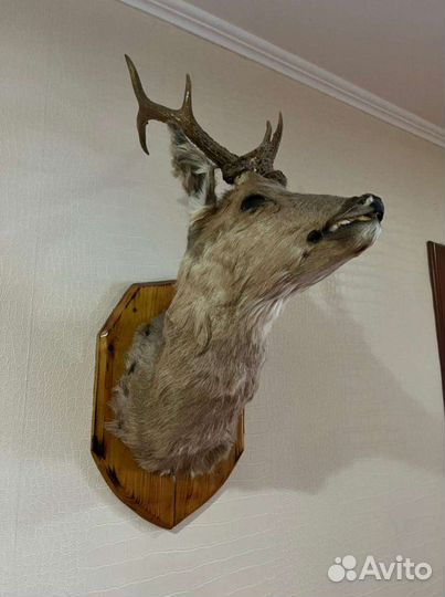 Чучело голова косули
