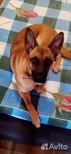 Выгульщик собак