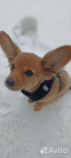 Собака русский той терьер