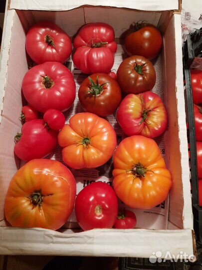 Помидоры домашние