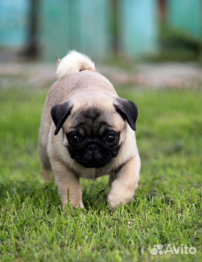 Щенки мопса из питомника