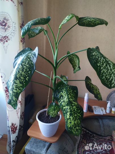 Диффенбахия