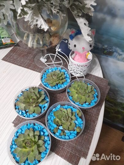 Цветы в подарок.Каменная роза у компьютера