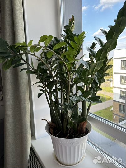 Замиокулькас