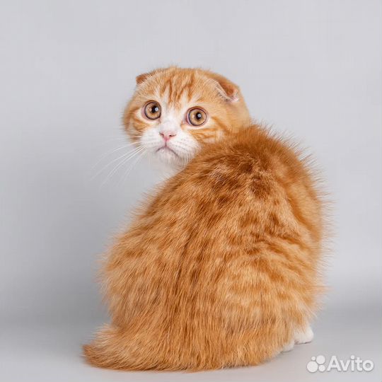 Никанор #niffoldstar - скоттиш фолд