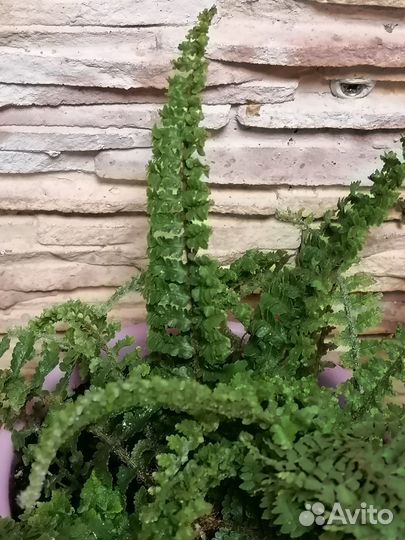 Папоротник нефролепис кудрявый