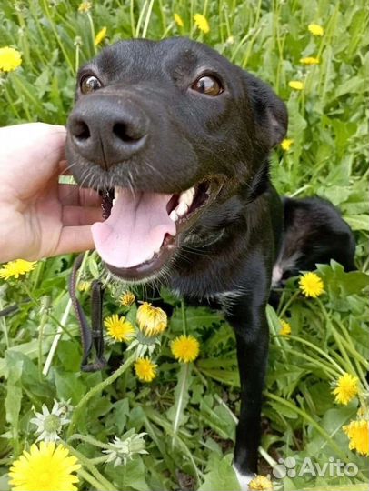 Девочка ищет дом