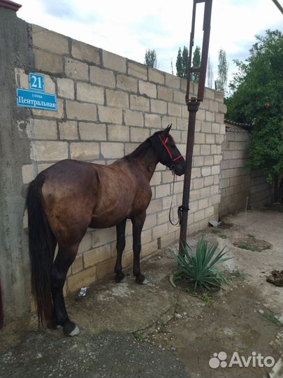 Лошадь жеребец