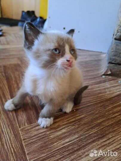 Кошка