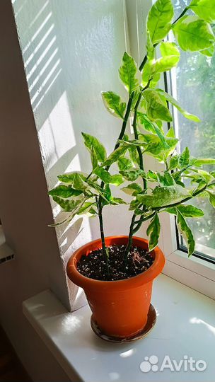 Комнатные цветы