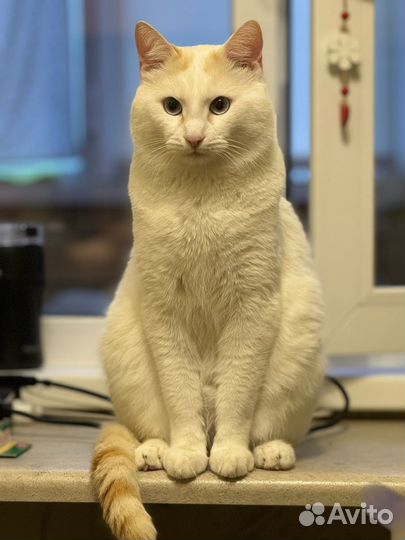 Кот Кокос
