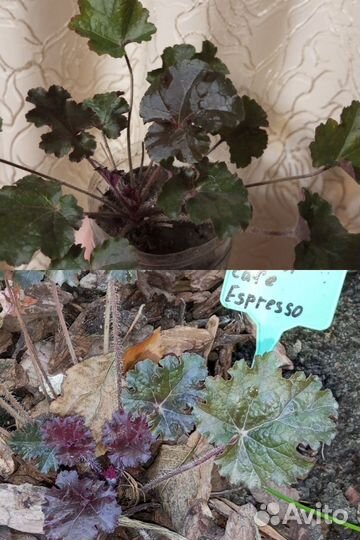 Многолетние садовые растения