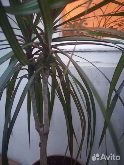 Пальма драцена