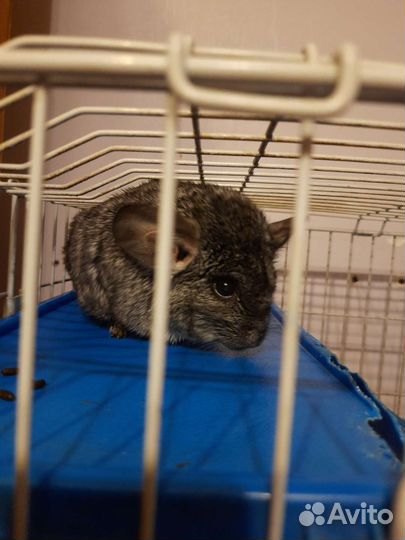Шиншилла с клеткой