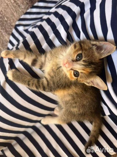 2 очень милых феечки (настоящих крымских котёнка)