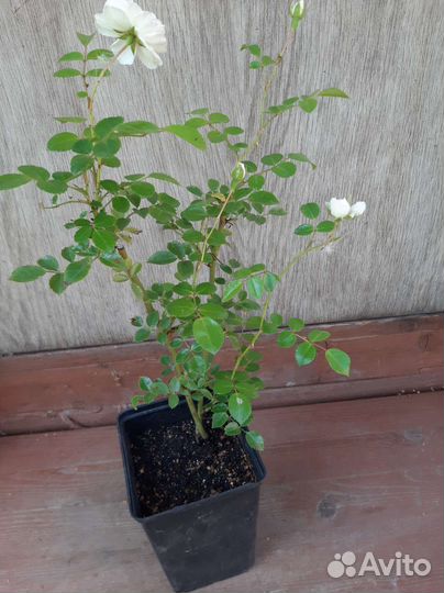 Саженцы розы Свани, Сахары, Бузины чёрной и Керрии