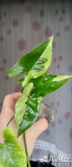 Сингониумы