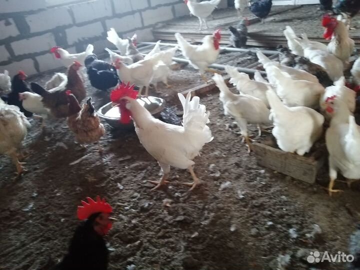 Молодые петухи