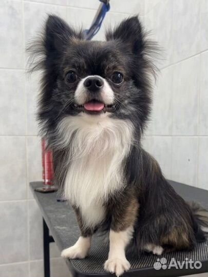 Вязка чихуахуа