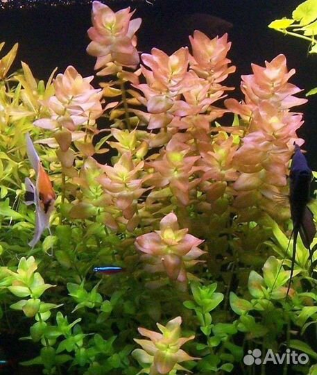 Аквариумные растения в наличии